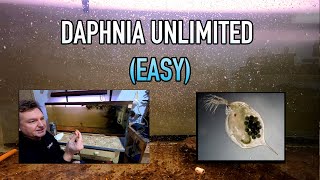 How I Raise Daphnia Water Fleas And You Can Too [upl. by Rednaskela]