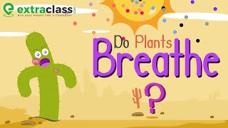 Do Plants Breathe  Extraclasscom [upl. by Eet]