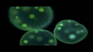 Protists  Biology [upl. by Radbourne]