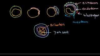 Developmental biology part 9  Gastrulation in chick [upl. by Akinej]