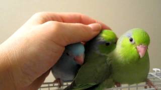 Sweet handtamed baby Parrotlets at 5 weeks [upl. by Haduhey440]