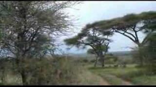 GardeningAcacia Trees In Tanzania [upl. by Roderigo]