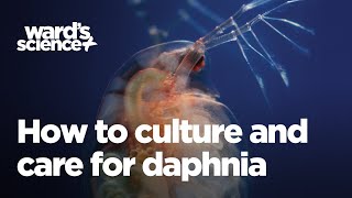 Caring and Culturing for Daphnia [upl. by Llehsim997]