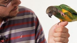 How to Teach Your Parrot to Talk  Parrot Training [upl. by Ecirpak40]