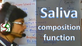 Saliva  enzymes in saliva [upl. by Onaireves]