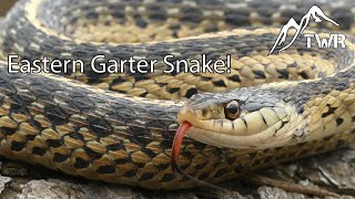 The Eastern Garter Snake Everything You Need To Know [upl. by Paymar]