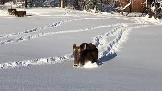 Unsere Kühe kneippen im Schnee [upl. by Uaeb]