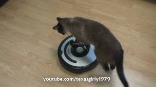 Cat shows HOW TO use iRobot Roomba Vacuum [upl. by Norrahs55]