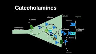 Catecholamines Norepinephrine Epinephrine [upl. by Hoenack576]