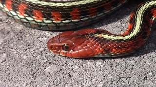 GARTER SNAKES And Why They’re The Coolest [upl. by Meir]