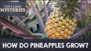 How Do Pineapples Grow [upl. by Joselyn]