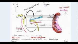 Die Niere PT Prüfung [upl. by Marinelli]