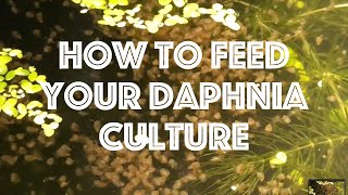 How To Feed Your Daphnia Culture [upl. by Stedt277]