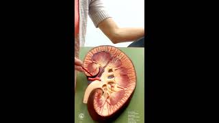 Urinary System Anatomy and Physiology II [upl. by Gavrila]