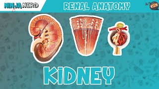 Renal  Kidney Anatomy Model [upl. by Avi]