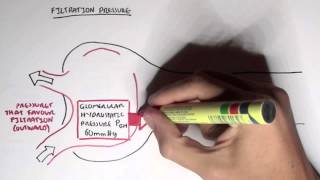 Nephrology  Glomerular Filtration [upl. by Eciram]