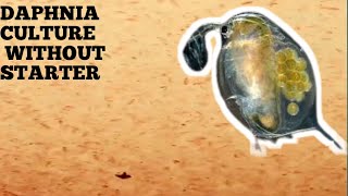 HOW TO CULTURE DAPHNIA NATURALLY WITHOUT A STARTER [upl. by Rebeka348]