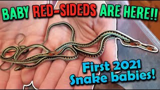 Our RedSided Garter Snake Gave Birth [upl. by Ahsirhcal]