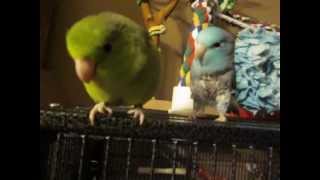 How to care for a Parrotlet [upl. by Cassaundra]