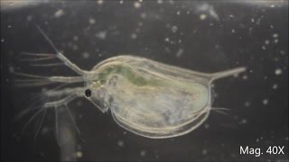 Daphnia magna under the Microscope [upl. by Novahc]