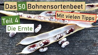 Das 50 Bohnensortenbeet 🌱 Teil 4 🐞 Ernte Bohnenkäfer amp Bohnentalk mit Jen vom Gartengemüsekiosk🥰 [upl. by Llerrah]