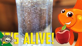 How to culture Vinegar Eels The EASY Way Live Fish Food [upl. by Anais]