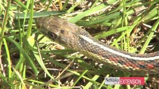 Controlling Garter Snakes [upl. by Annahsor]