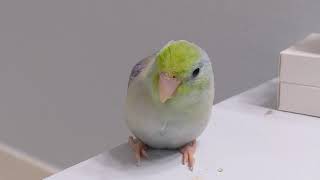 Why Do I Like Parrotlets More Than Lovebirds [upl. by Namzed]