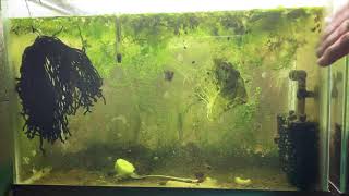 Scuds Daphnia Cherry Shrimp Copepods My aquatic food culture [upl. by Argent]