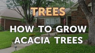 How to Grow Acacia Trees [upl. by Dominus]