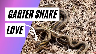 Garter Snakes Mating You Know Youre Curious [upl. by Cychosz896]