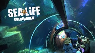 SEA LIFE Oberhausen  hier gibt es zahlreiche einzigartige Lebewesen unserer Flüsse und Meere [upl. by Nnylarak]