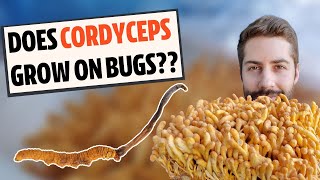 Does Cordyceps Actually Grow On Bugs Know The Difference [upl. by Eybbob]