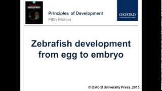 Zebrafish development from egg to embryo [upl. by Einafpets]