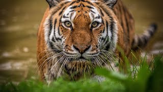 Siberian Tigers  Big Cats Wild Dcumentary HD 1080p [upl. by Danya]