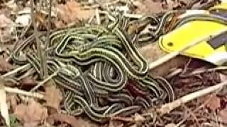 Garter Snake Breeding Ball [upl. by Gibbs]