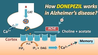 How Donepezil works in Alzheimers disease  Mechanism and side effects [upl. by Korman]