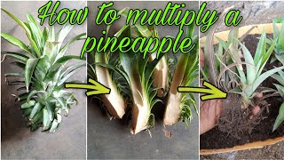 How to multiply a pineapple crown [upl. by Shepherd]