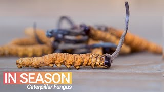 Cordyceps Season Hunt for the World’s Most Expensive Fungus  In Season S1E4 [upl. by Akinirt560]