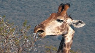 Mystery Revealed How Acacia Trees Outsmart Giraffes [upl. by Joey]