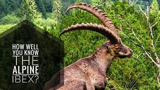 Alpine Ibex  Description Characteristics and Facts [upl. by Araes680]