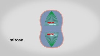 MOOC côté cours  Les principales étapes du cycle cellulaire [upl. by Thisbe]