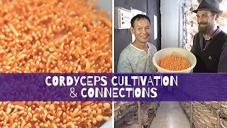 Cordyceps Cultivation amp Connections [upl. by Stonwin]