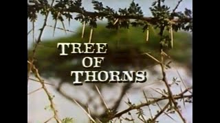 Acacia Tree of Thorns 1983 [upl. by Aneeles]