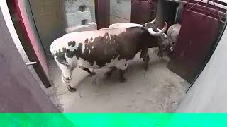 aggressive Bull rare footage 👍attacked aggressively [upl. by Waylon]