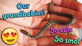 Unboxing our Grandbaby Garter Snakes [upl. by Beall]