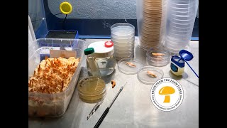 Breeding cordyceps militaris What is the best method to breed cordyceps Part 1 amp beetle updates [upl. by Htims]