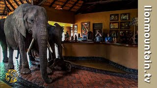 The Elephants that came to dinner 🐘🐘🐘  Mfuwe Lodge Zambia [upl. by Zitvaa961]