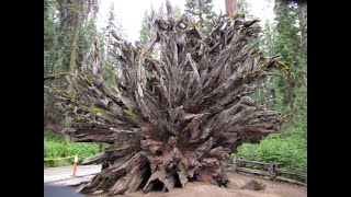 Giant Sequoia Tree Root System Sequoia National ParkA Cool Perspective [upl. by Ardy]