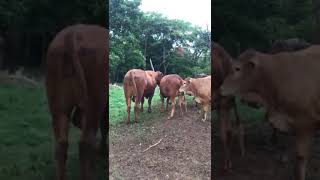 Bulls Breeding heifer naturally [upl. by Fox]